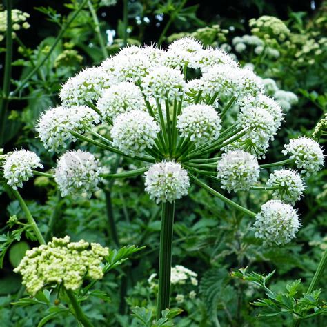 angelica root for sale.
